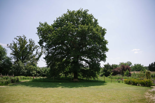 Gardening in a Changing Climate Part 2