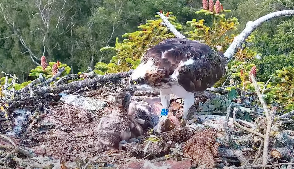 Carey Ospreys Welcome Four Chicks for the Second Year Running