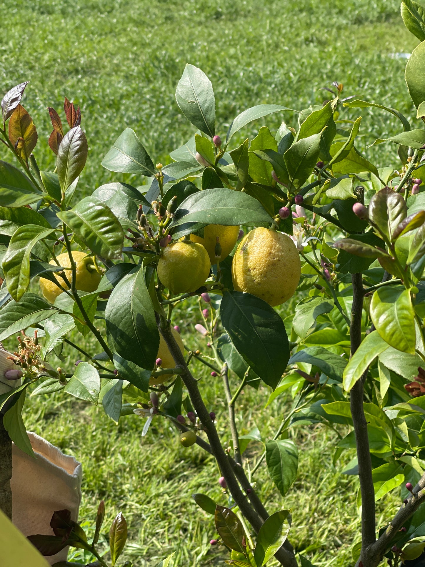 Lemon Mayer