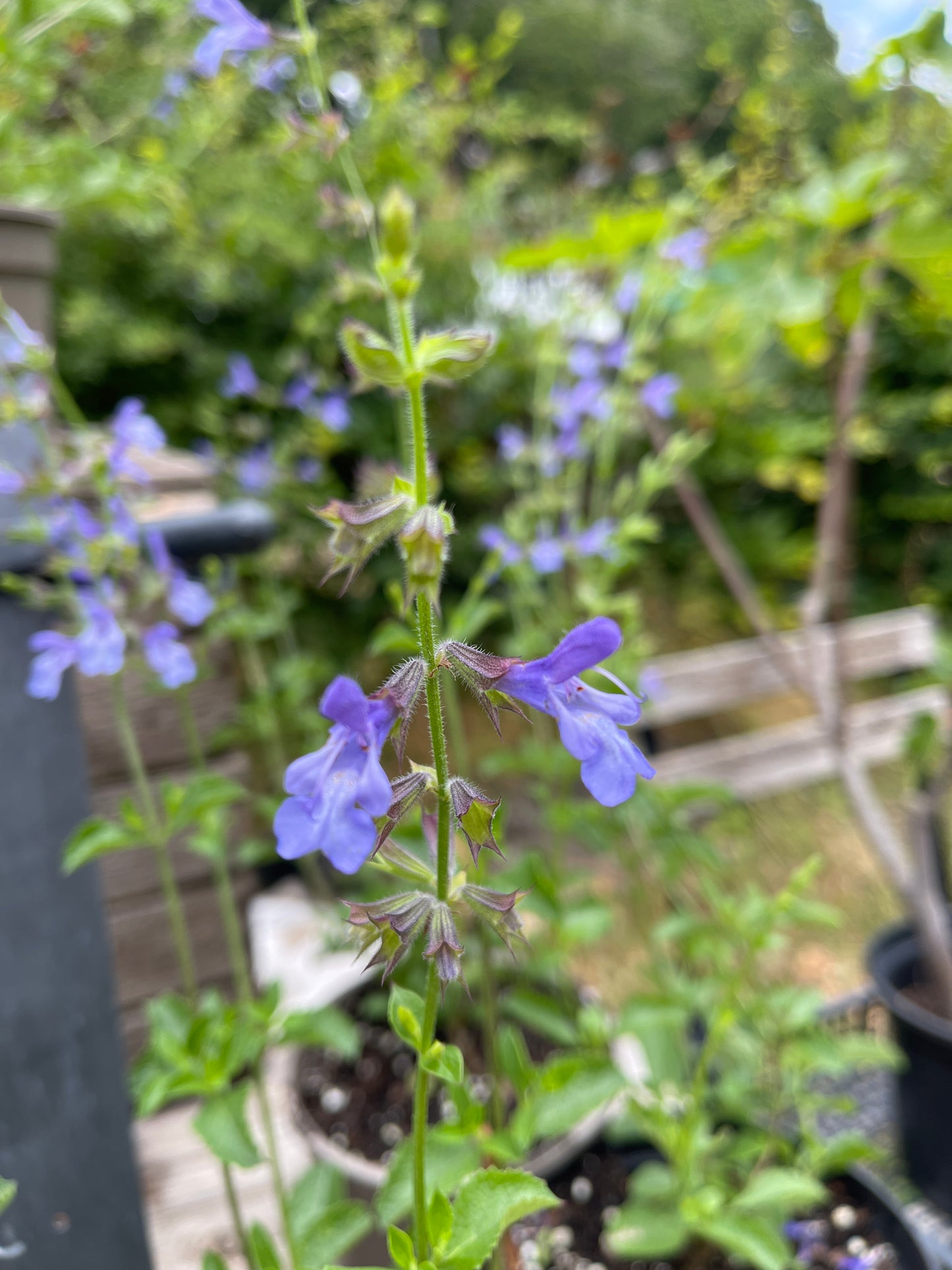 Salvia 'African Skies'