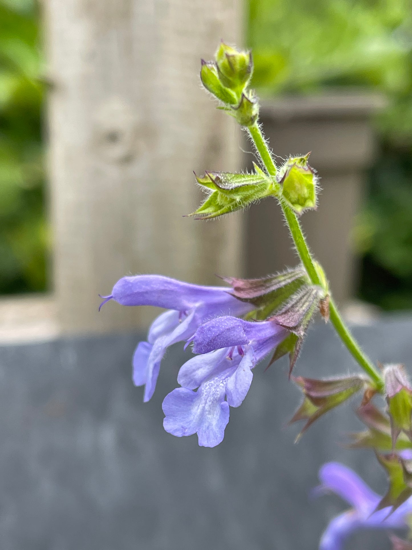 Salvia 'African Skies'
