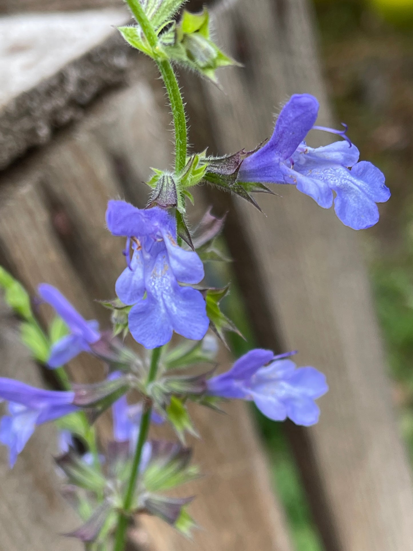 Salvia 'African Skies'