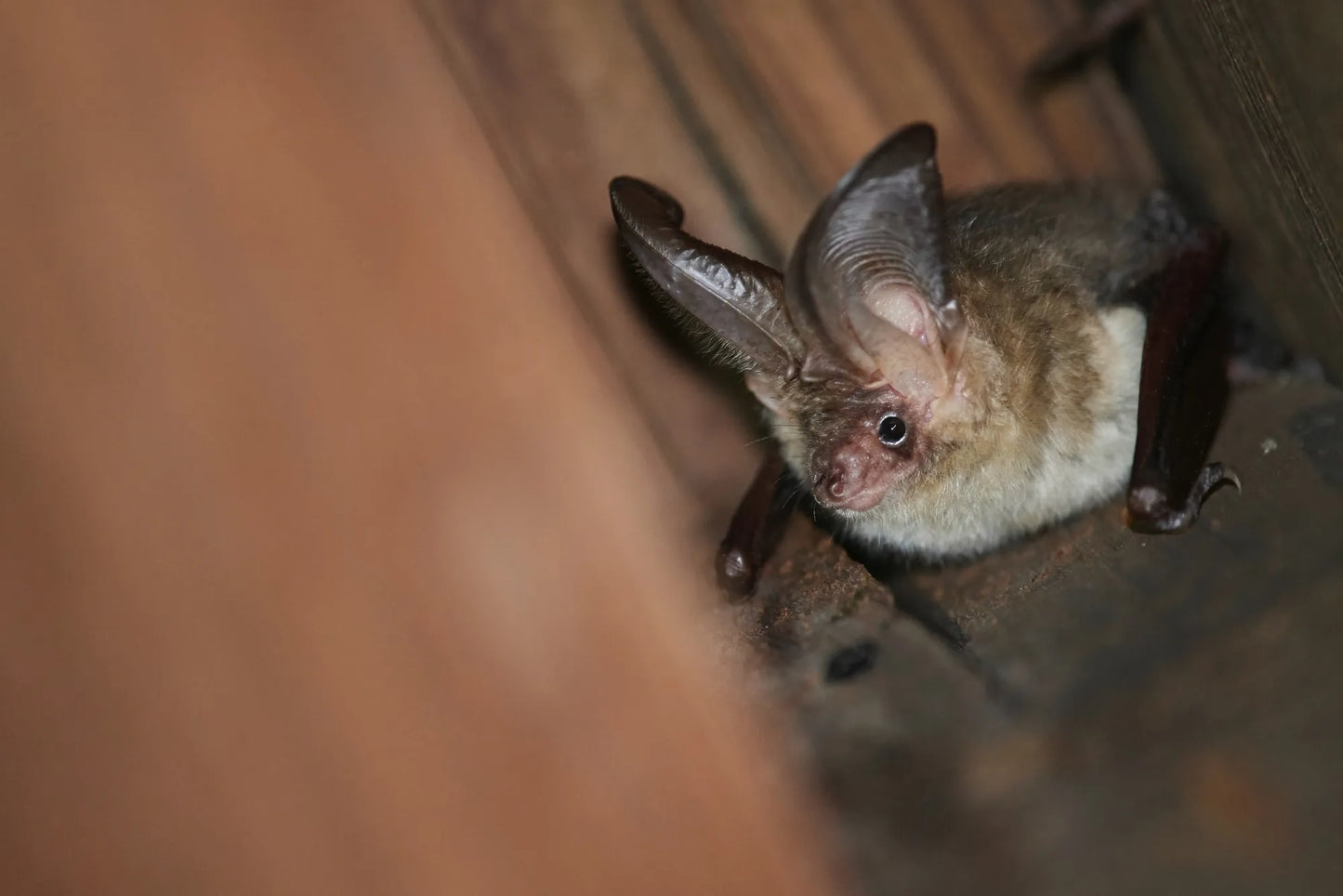 Image of a small bat with large ears, come and spot them at one of Careys Night Trails