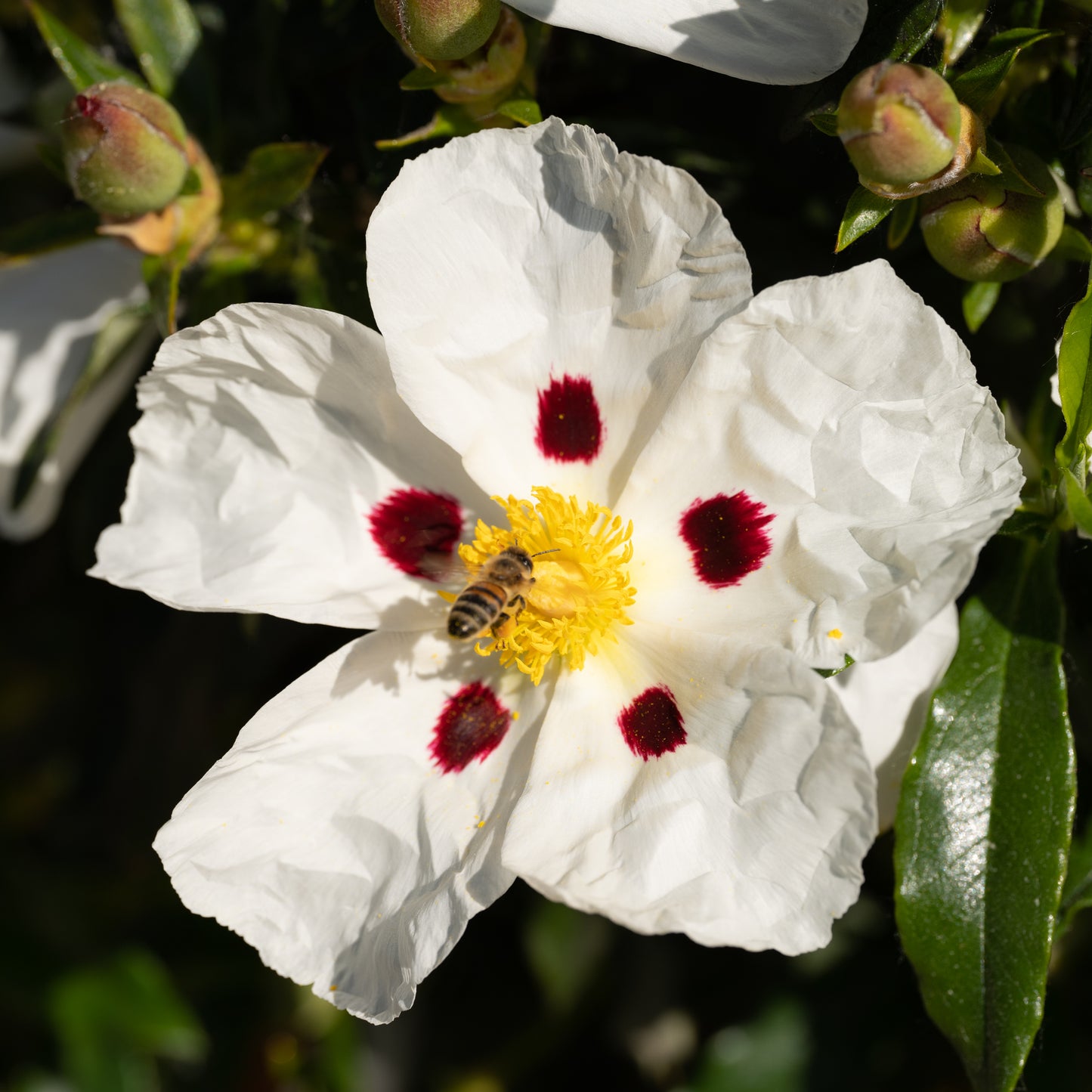 Cistus ladanifer