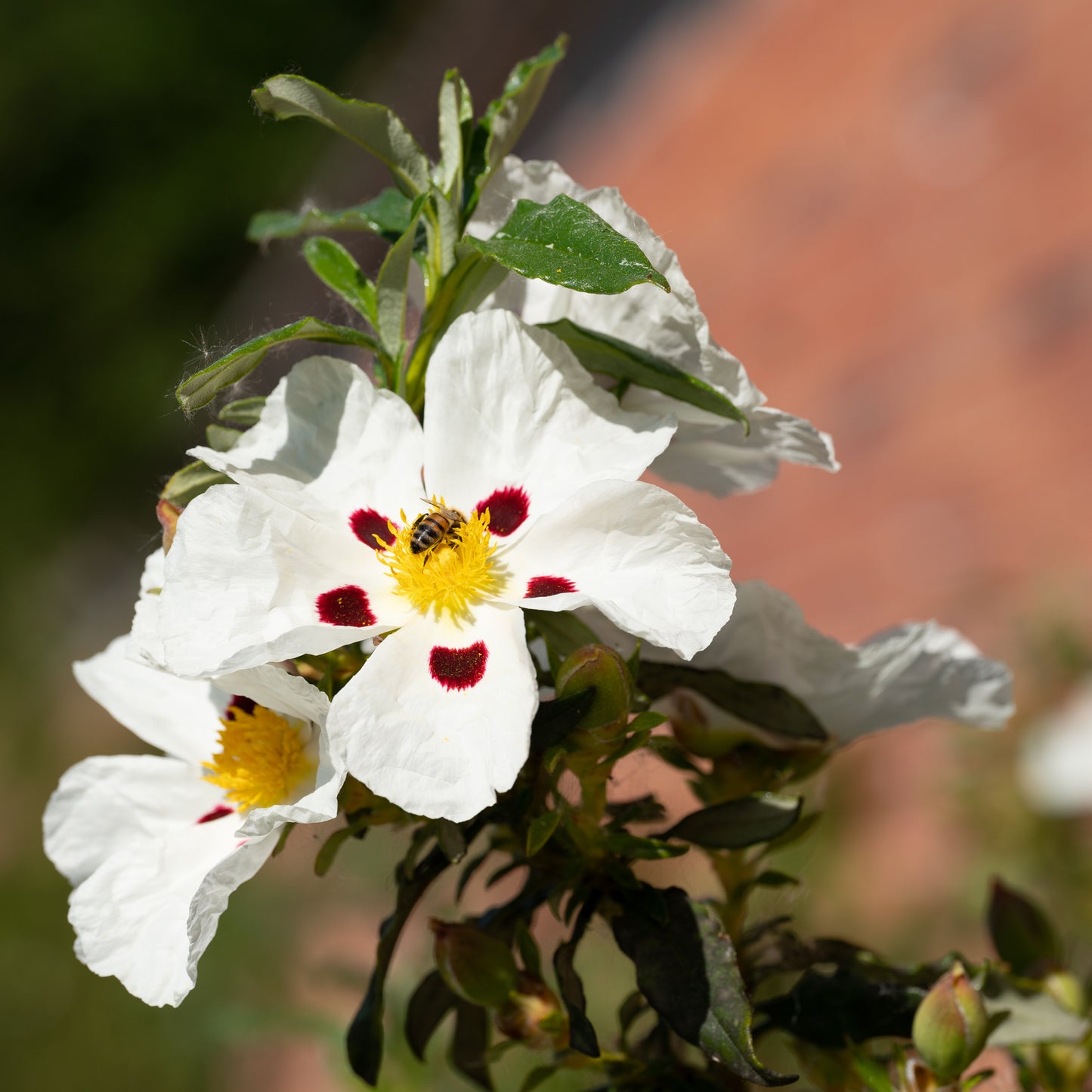 Cistus ladanifer