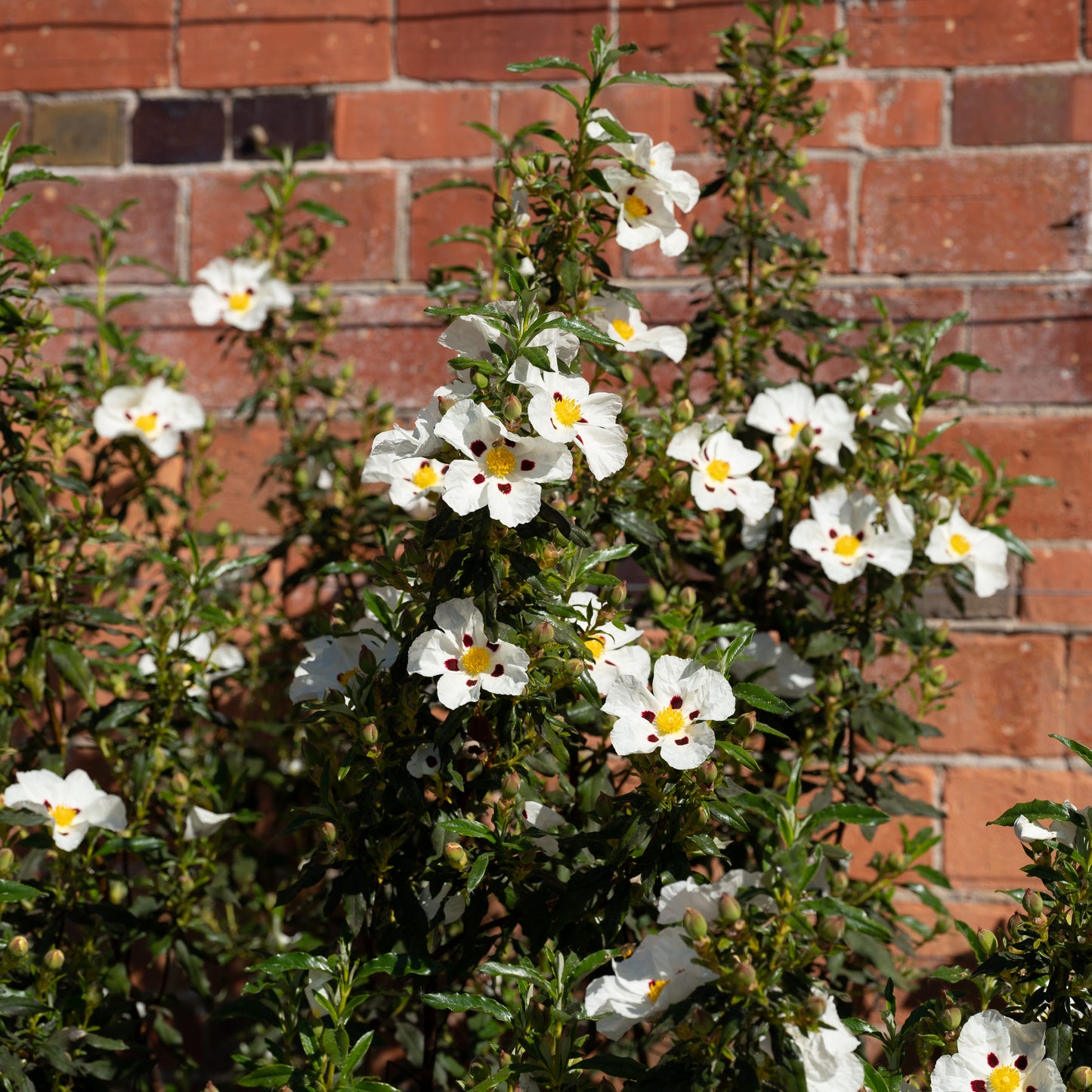 Cistus ladanifer