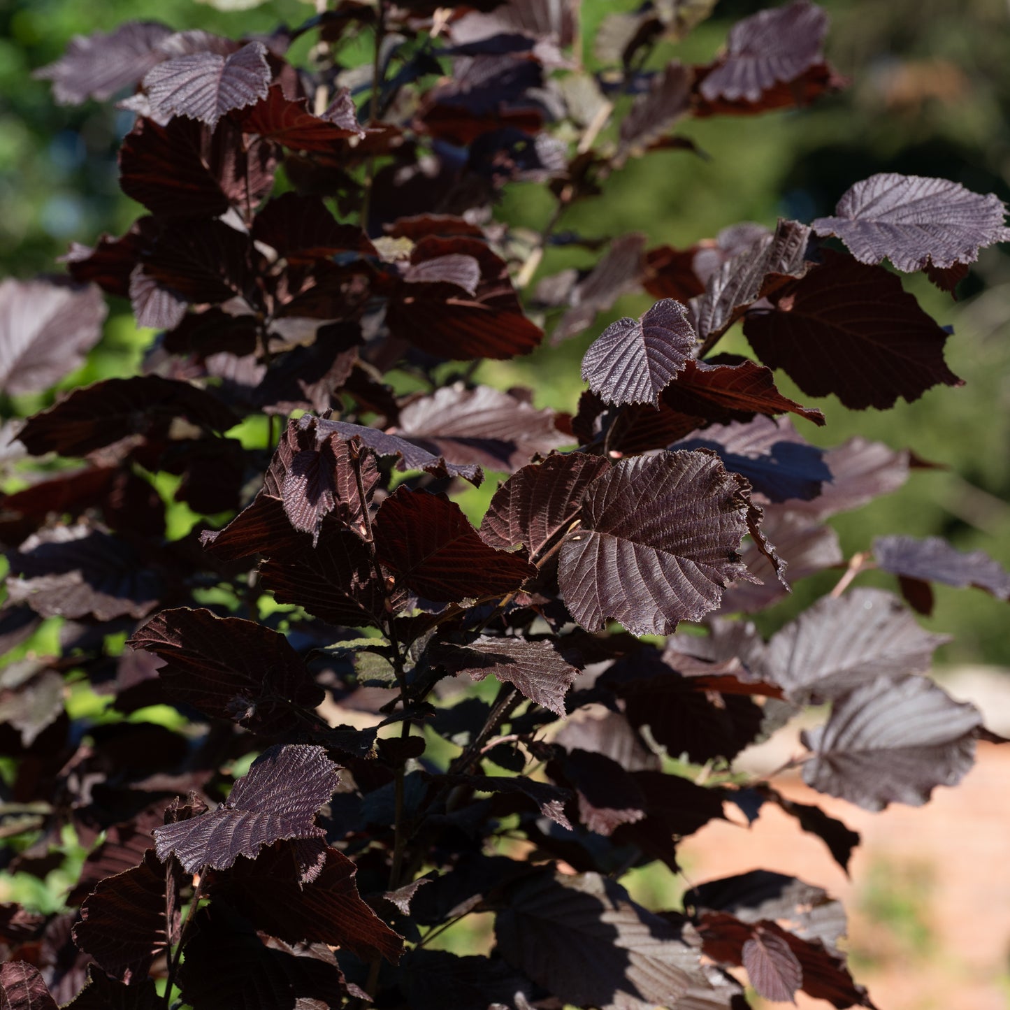 Corylus maxima ‘Red Filbert’