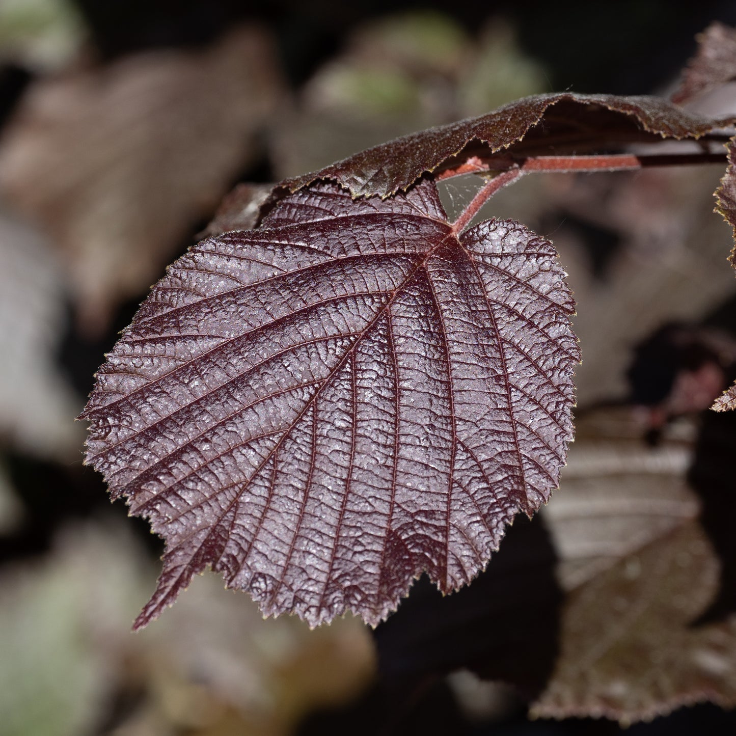 Corylus maxima ‘Red Filbert’