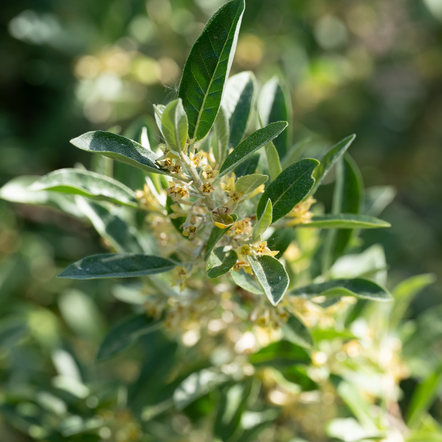 Elaeagnus umbellata ‘Ruby’
