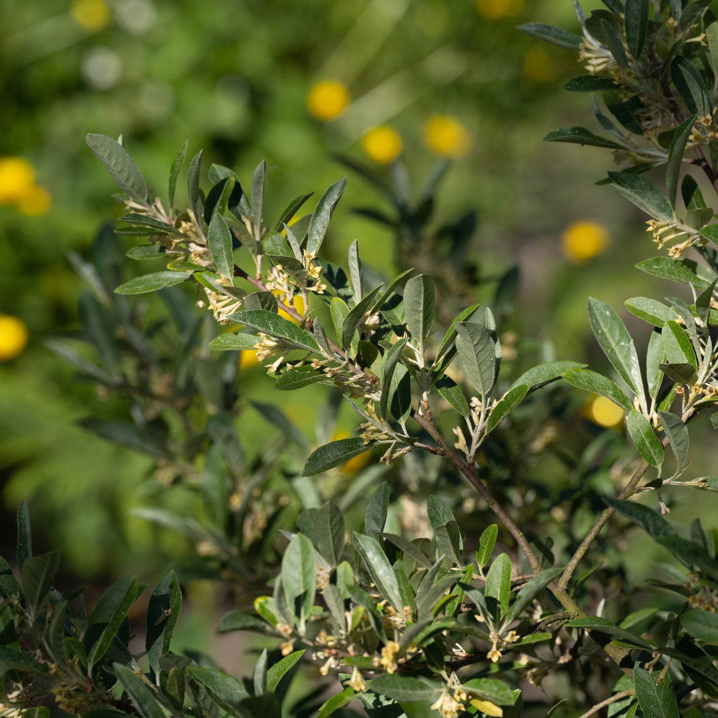 Elaeagnus umbellata ‘Ruby’