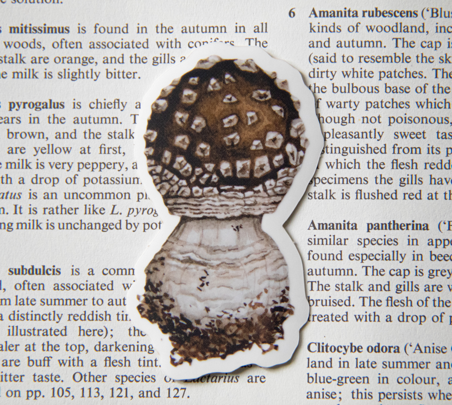 Fungi sticker by Moss and Morcella, featuring a detailed illustration of mushrooms, capturing the natural beauty and intricate design of various fungi species.