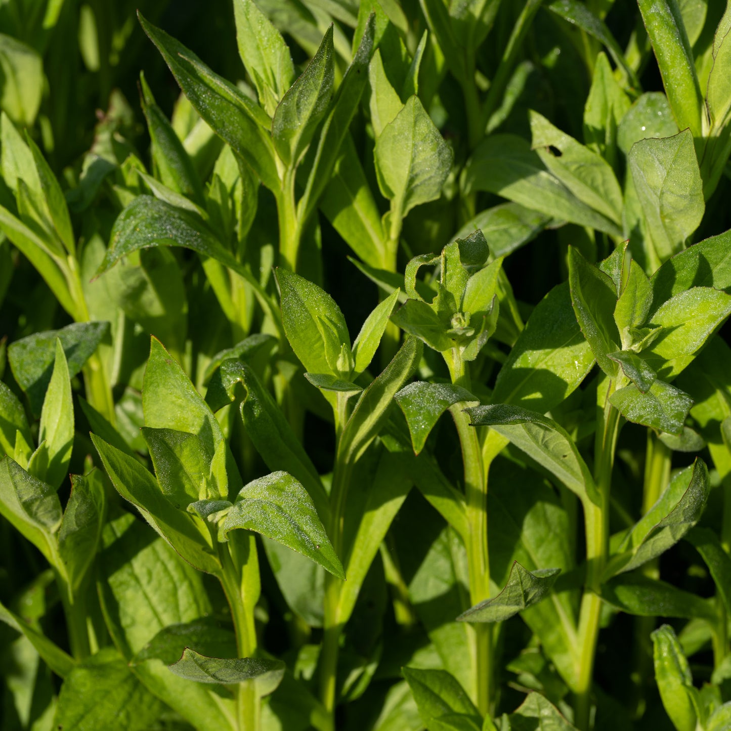 Helenium 'Sahin's Early Flowerer'