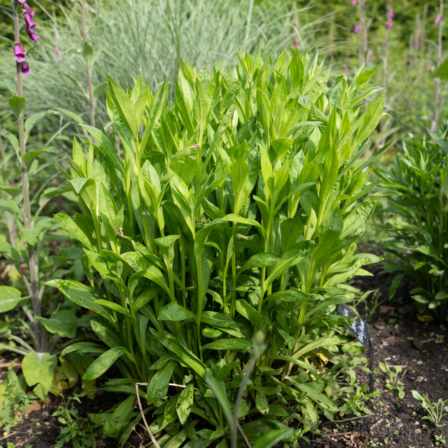 Helenium 'Sahin's Early Flowerer'