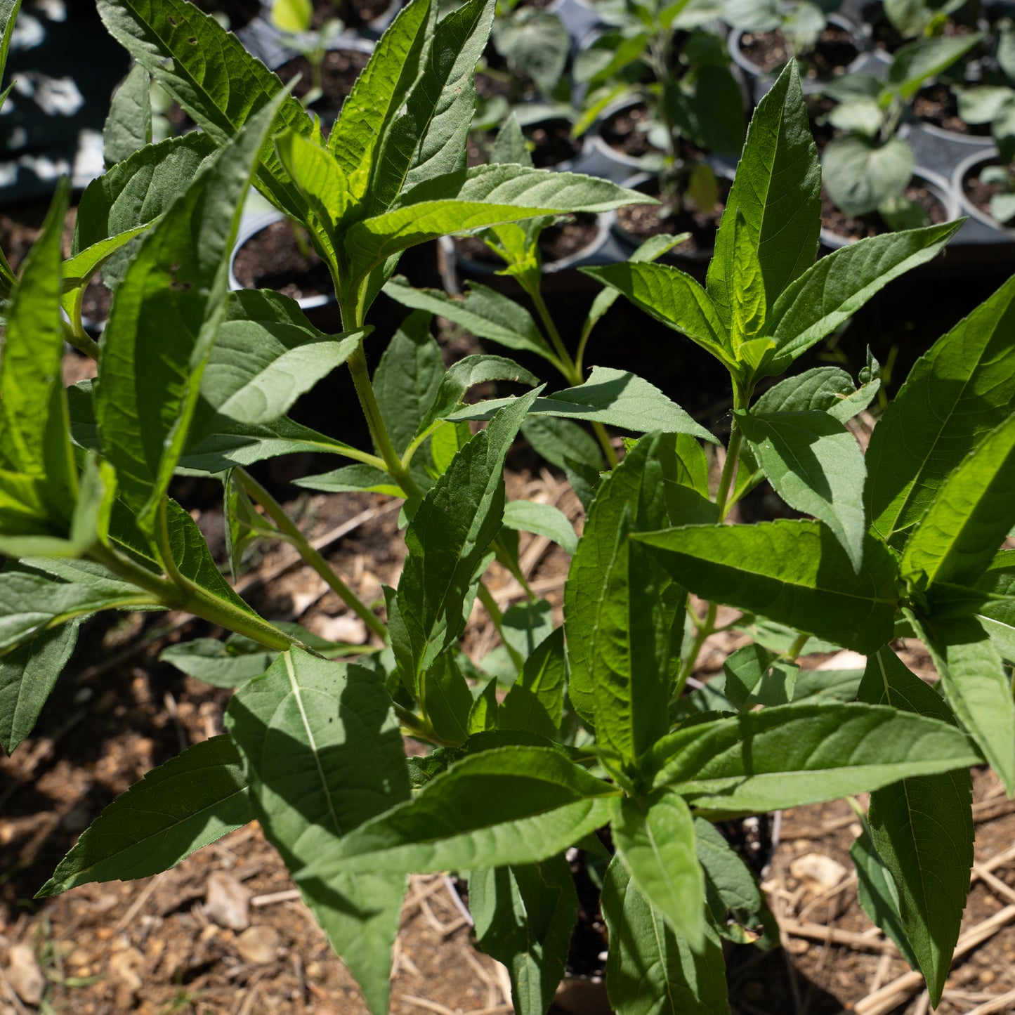 Helianthus 'Lemon Queen'