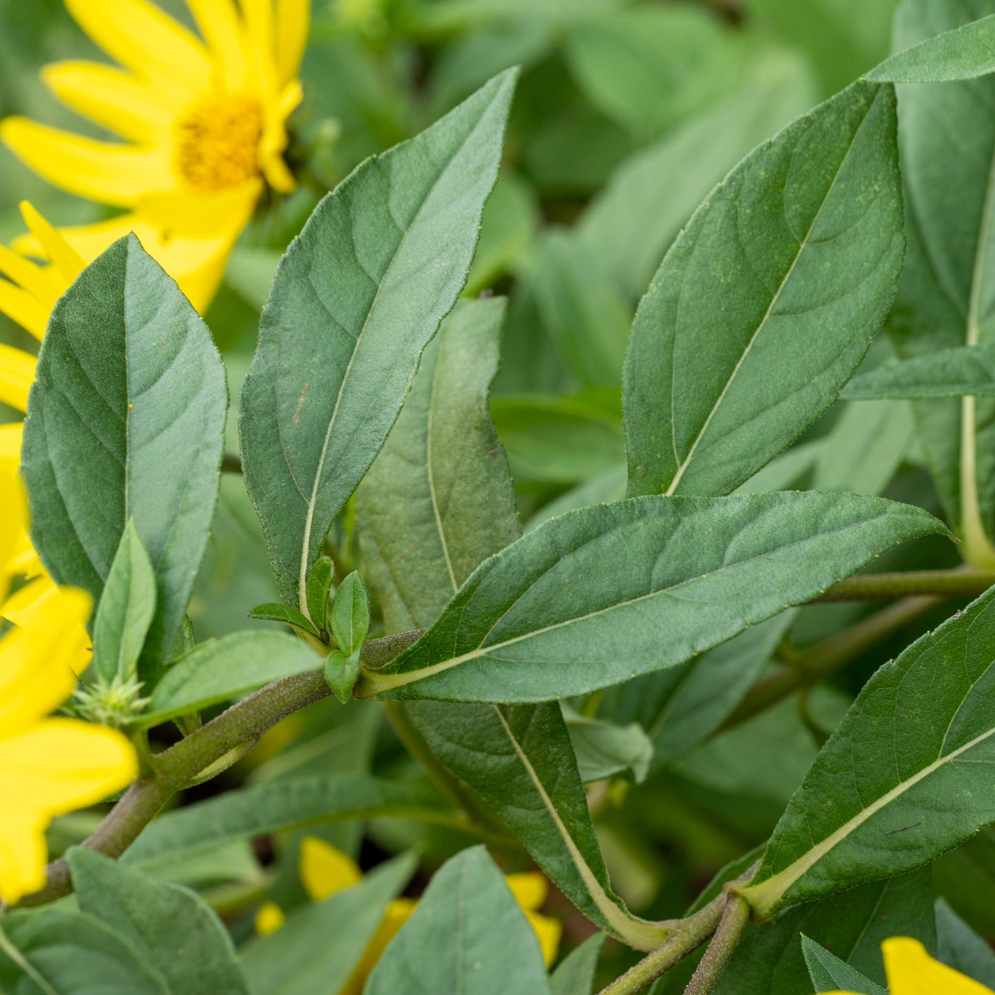 Helianthus 'Lemon Queen'
