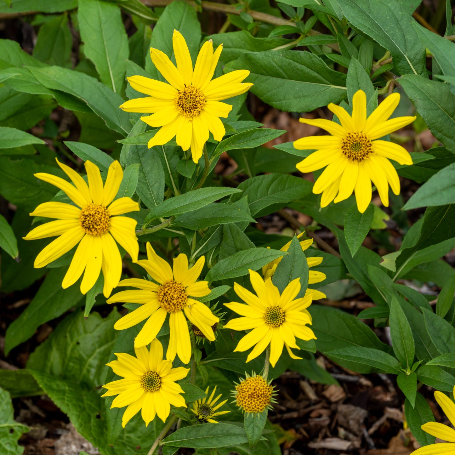 Helianthus 'Lemon Queen'