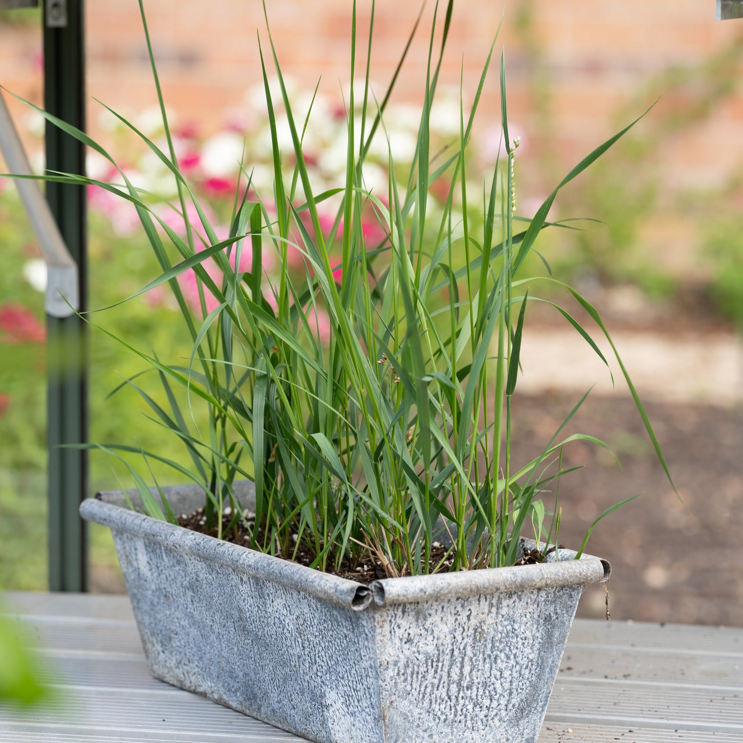 Hierochloe odorata (Holy Grass)