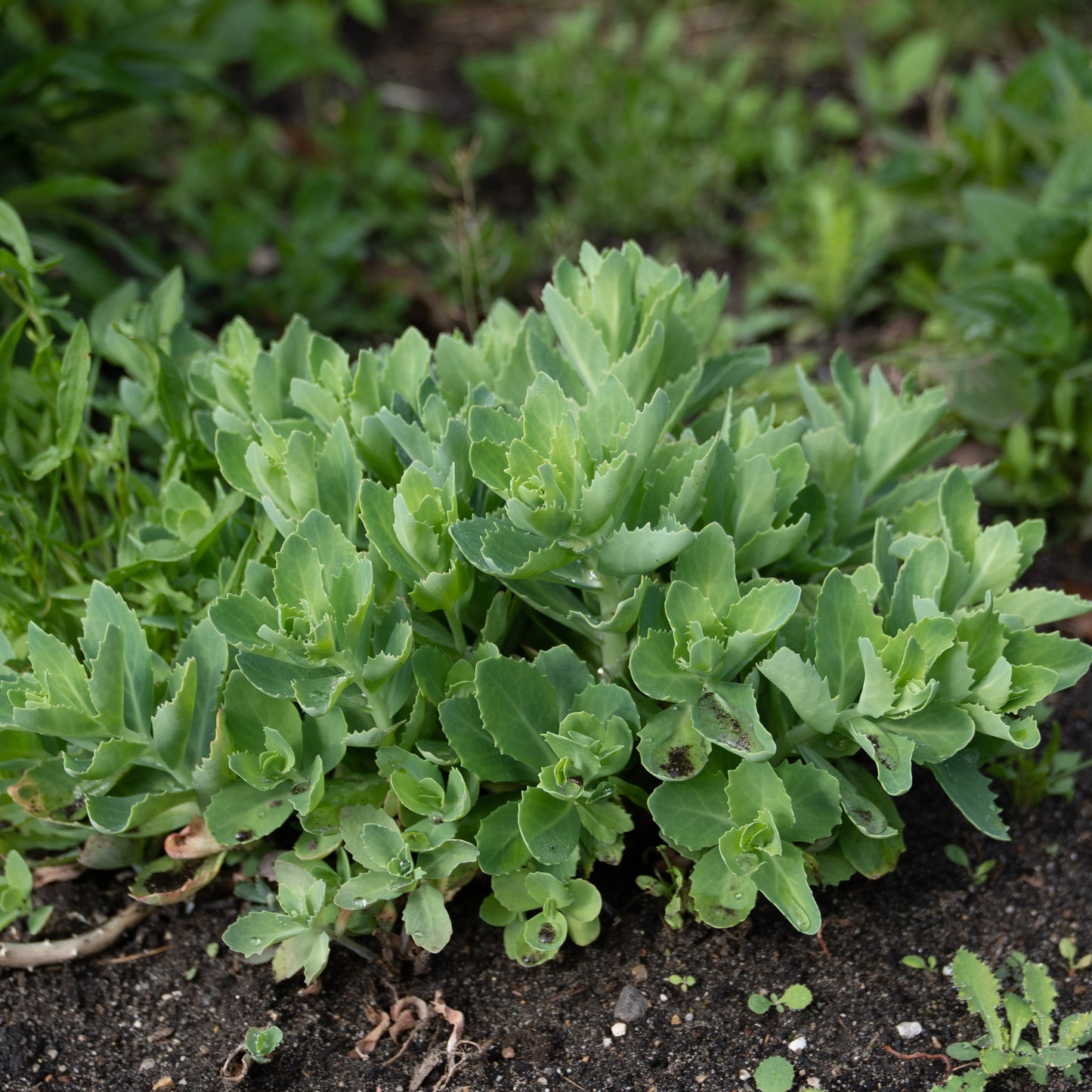 Hylotelephium × mottramianum 'Herbstfreude'
