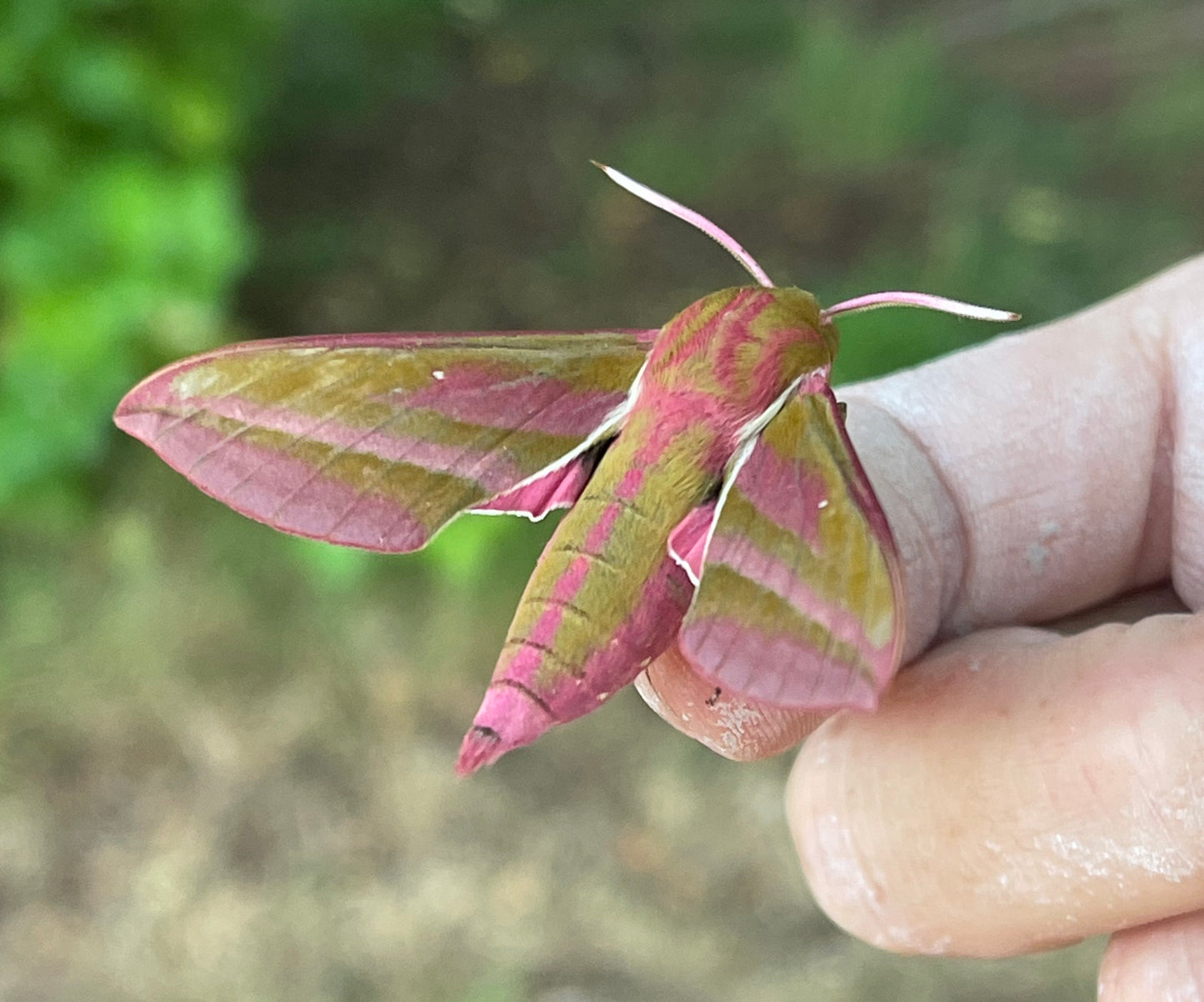 Moth Mania Saturday 23rd May