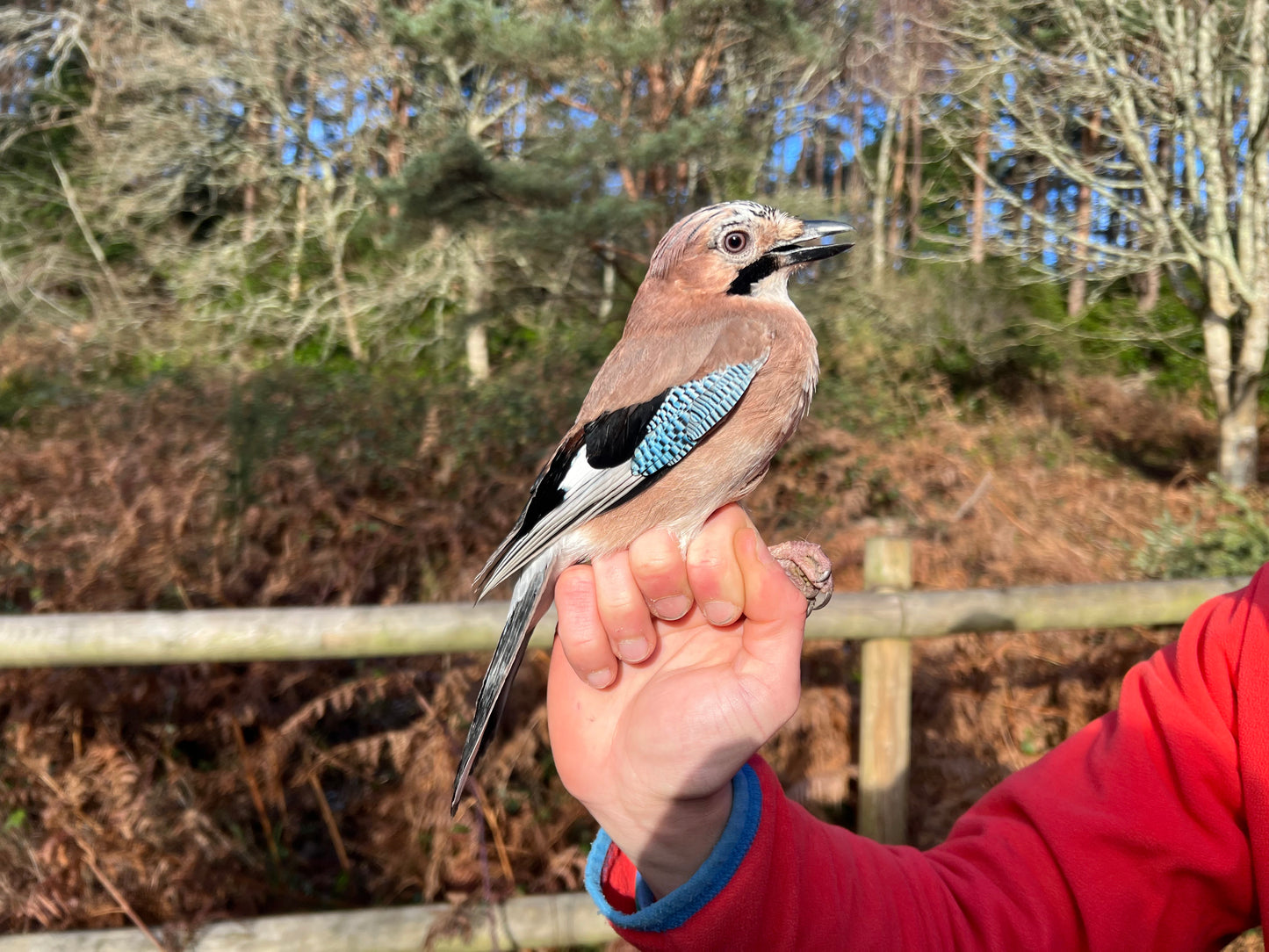 Bird Ringing Demonstration Sat 28th March 2026