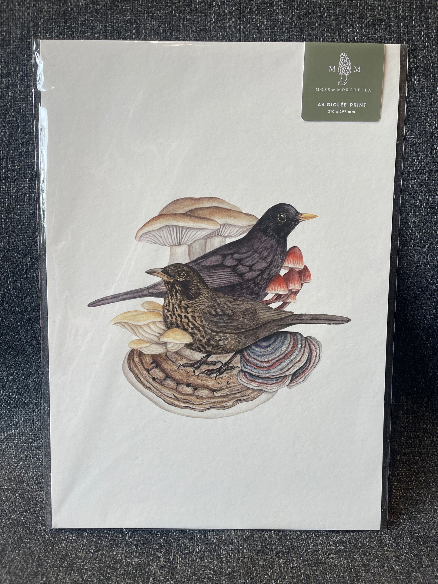 A4 Art Prints by Moss and Morchella