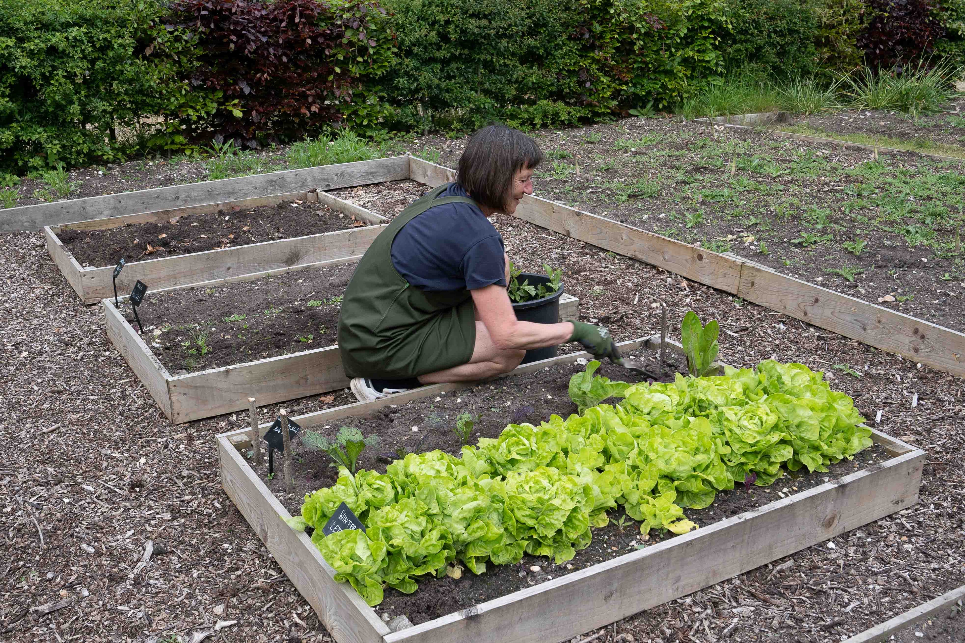 Woman volunteering at Carey’s, digging in the vegetable patch, contributing to the garden’s growth and enjoying hands-on work in the vibrant, sustainable garden.