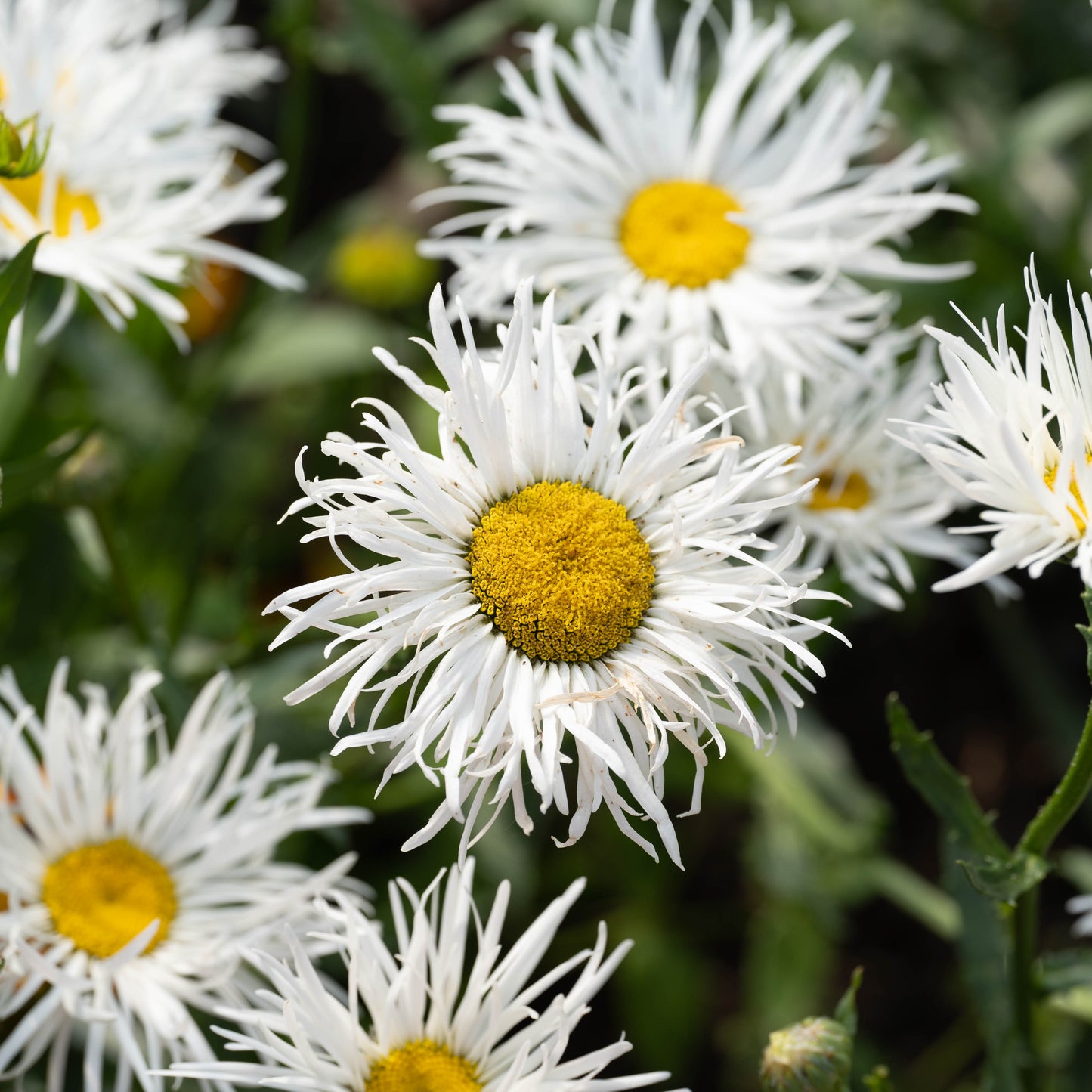 Leucanthemum × superbum 'Shapcott Gossamer'