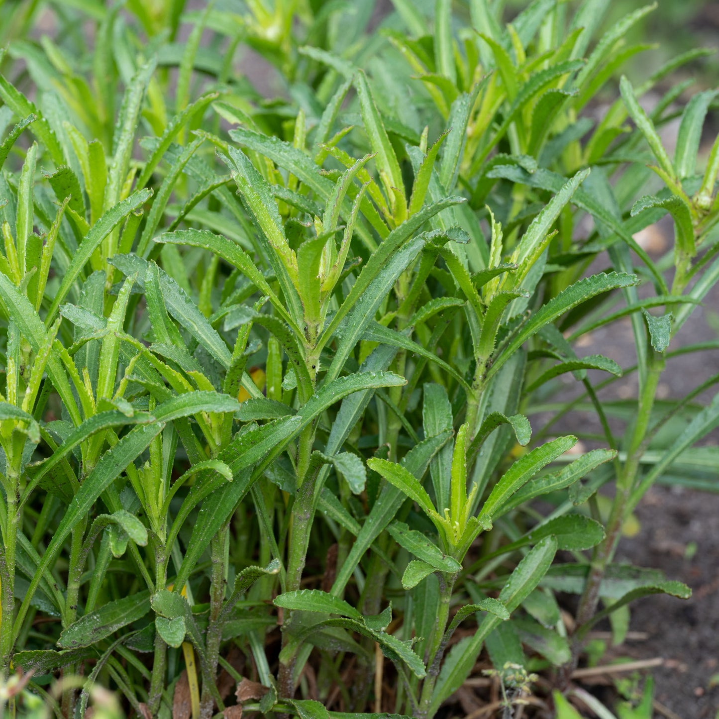 Leucanthemum × superbum 'Shapcott Gossamer'