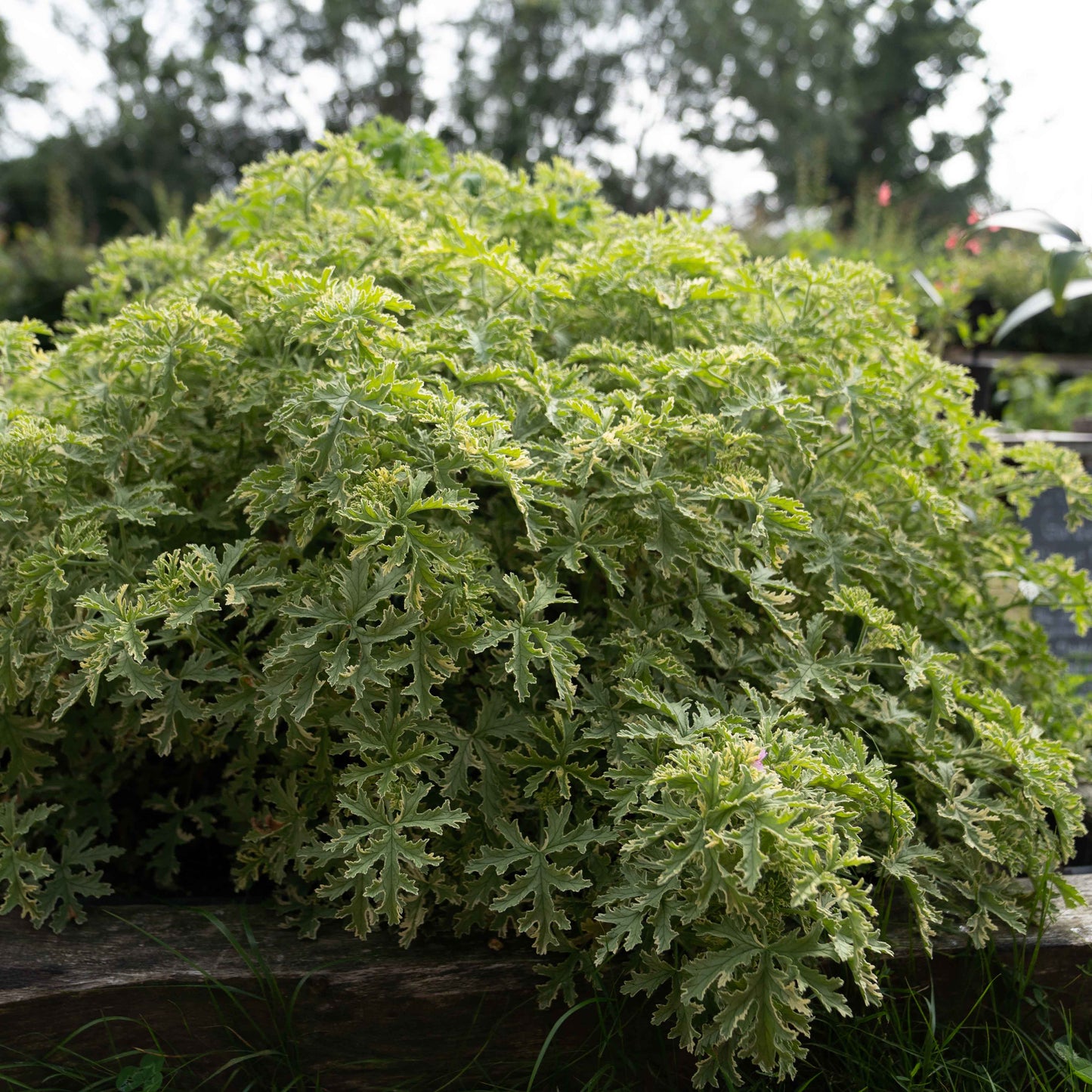 Pelargonium ‘Lady Plymouth’