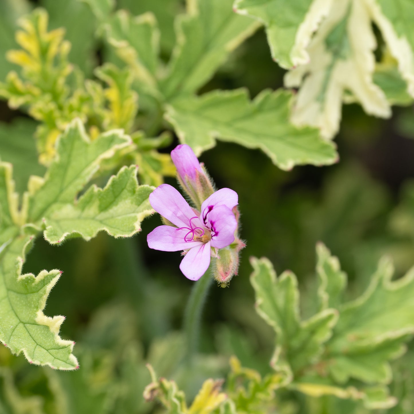 Pelargonium ‘Lady Plymouth’