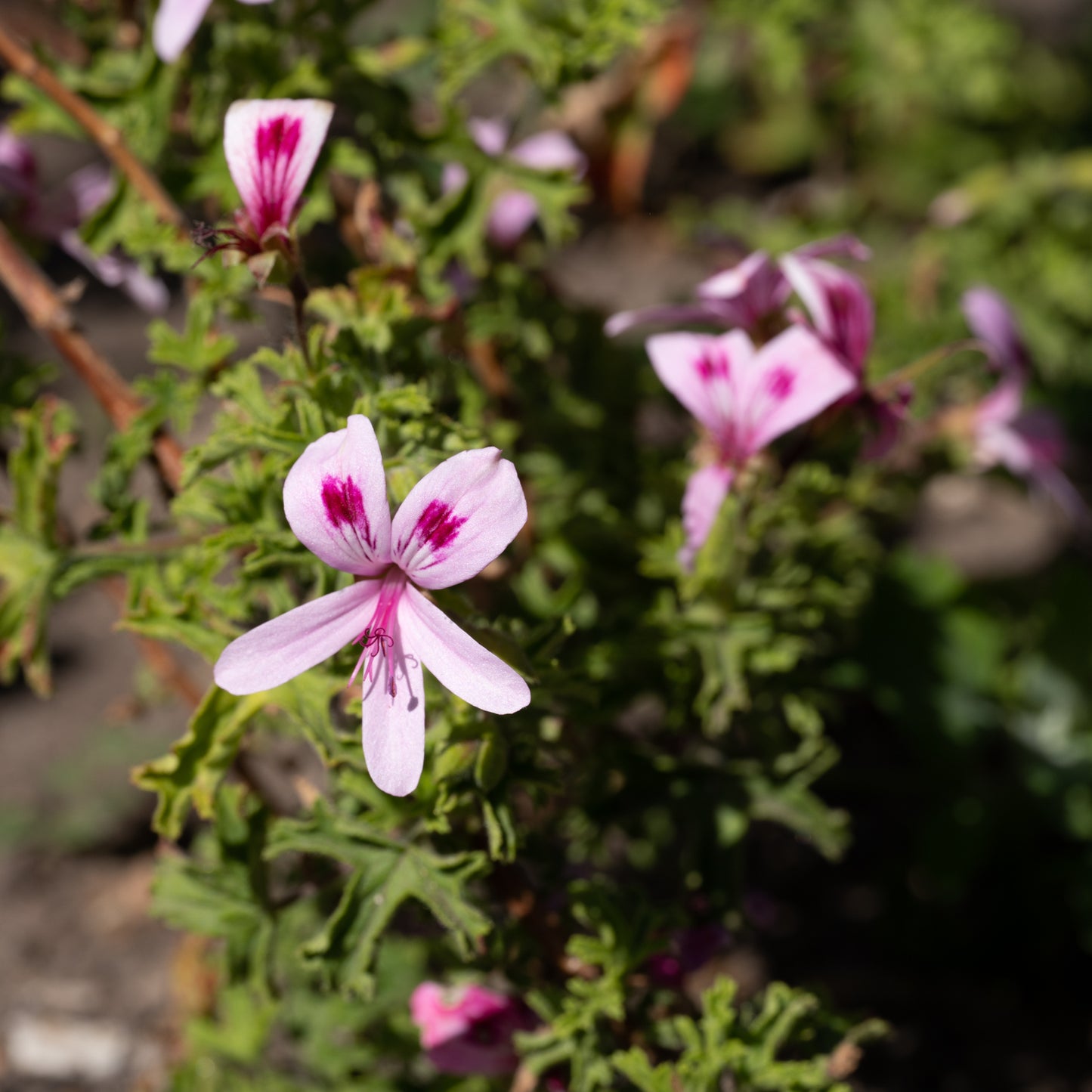 Pelargonium ‘Lemon Kiss’