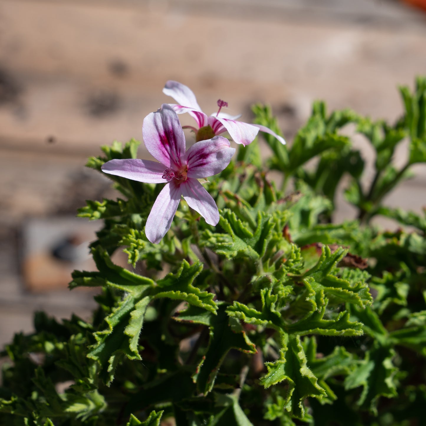 Pelargonium ‘Lemon Kiss’