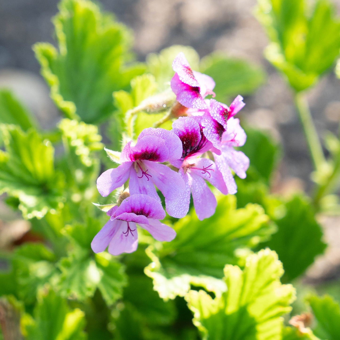 Pelargonium Orange Fizz