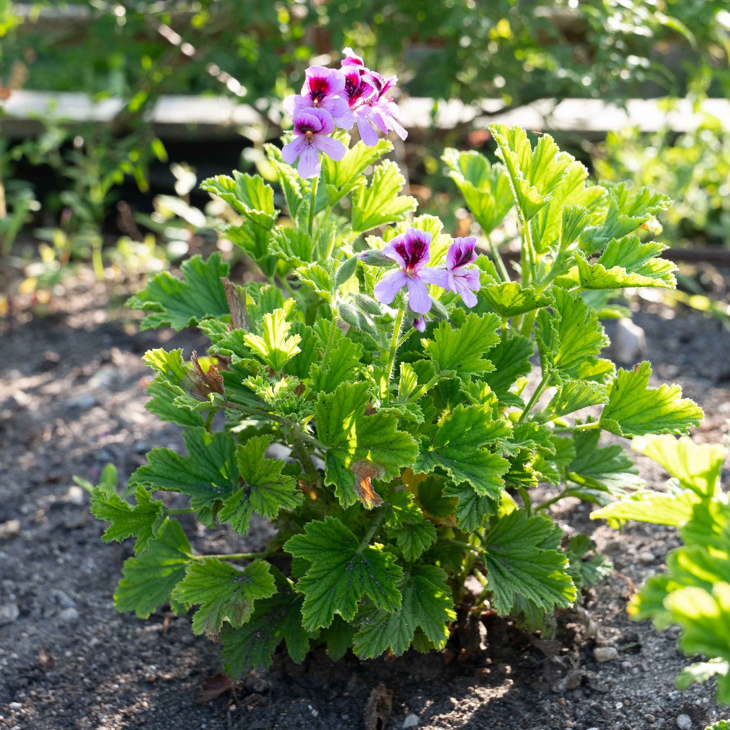 Pelargonium Orange Fizz