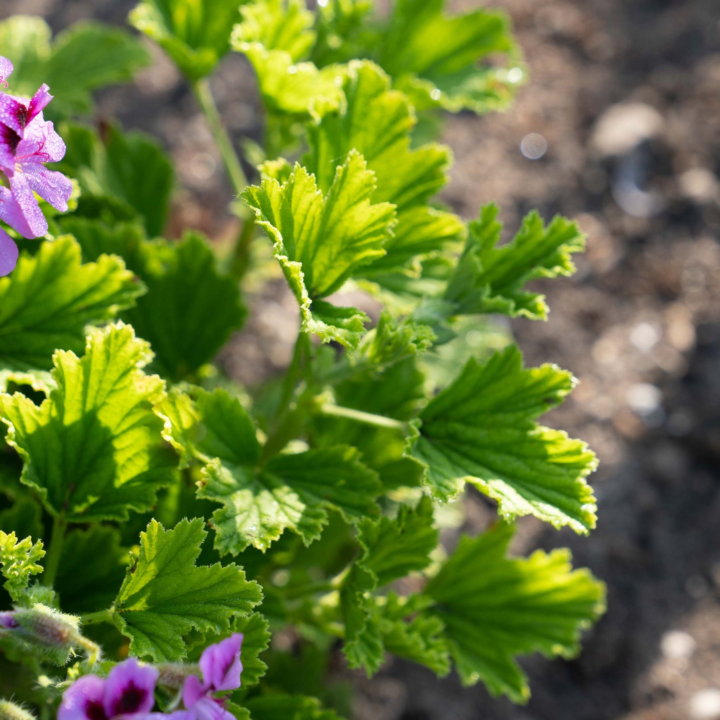 Pelargonium Orange Fizz