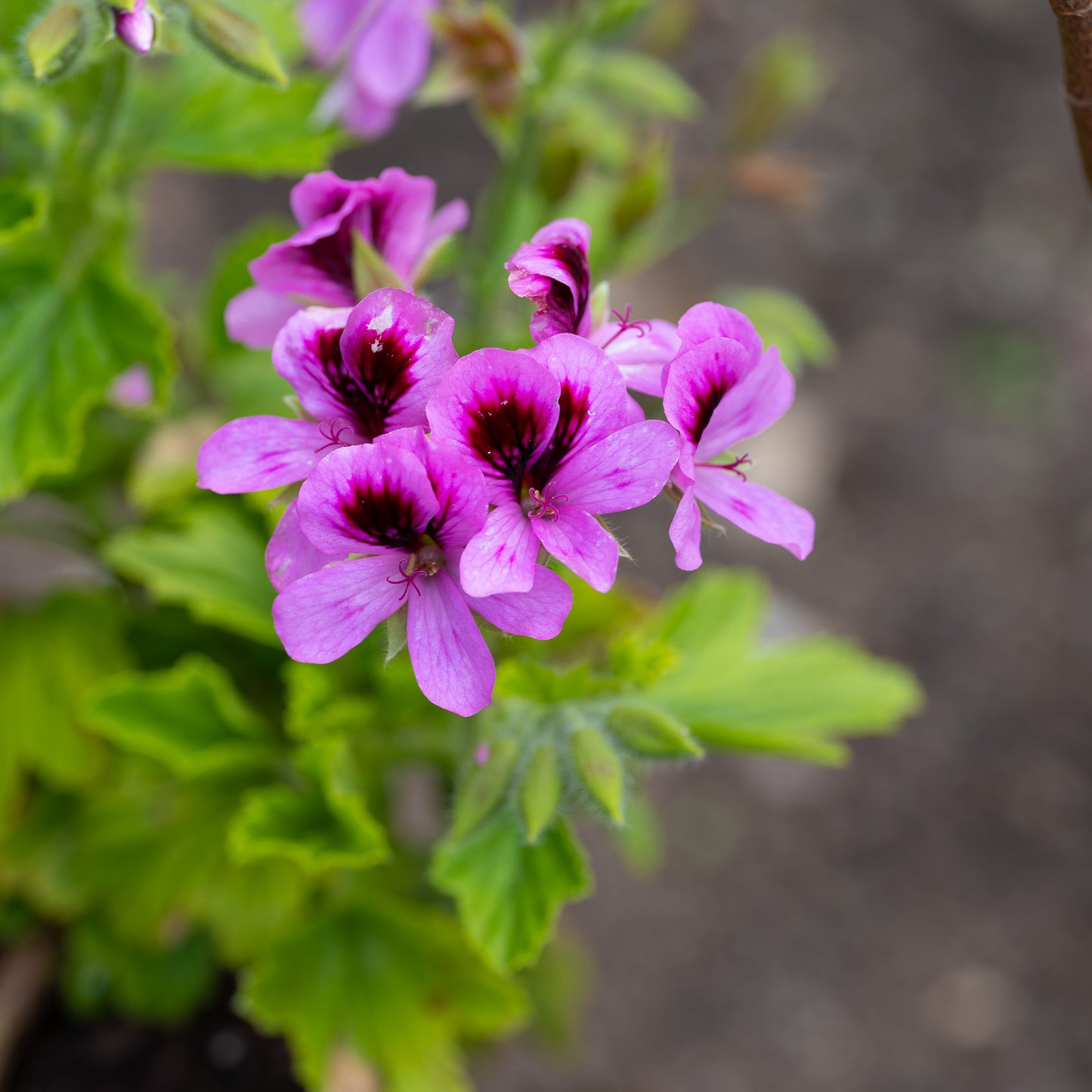 Pelargonium Orange Fizz