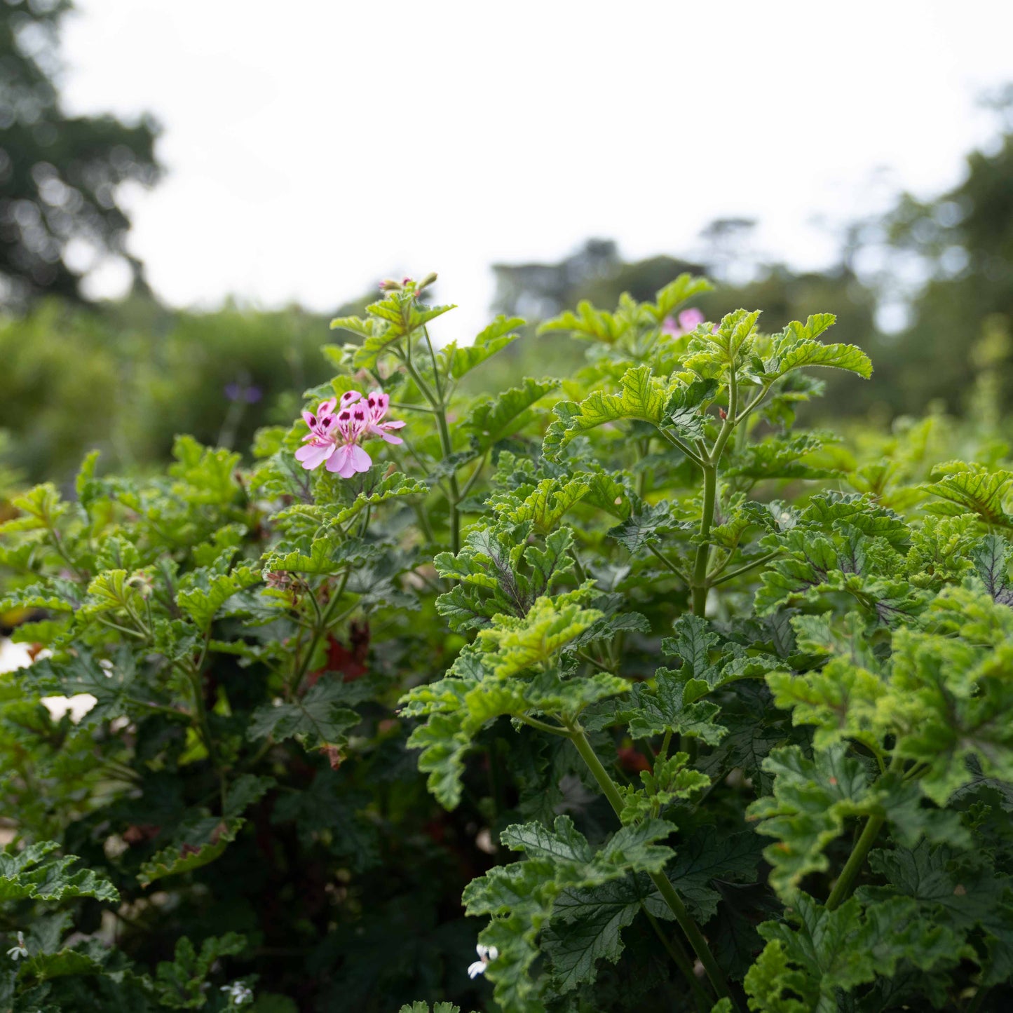 Pelargonium ‘Royal Oak’