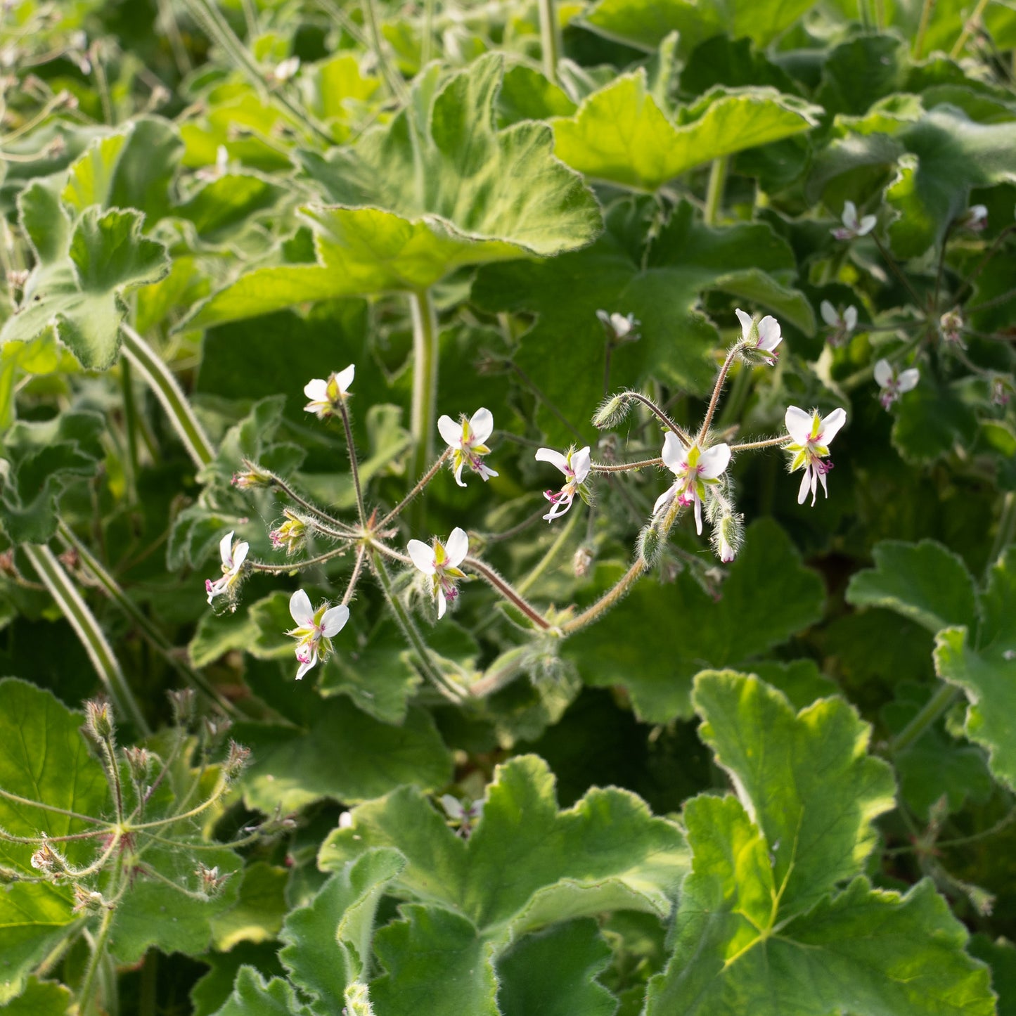 Pelargonium tomentosum - AGM