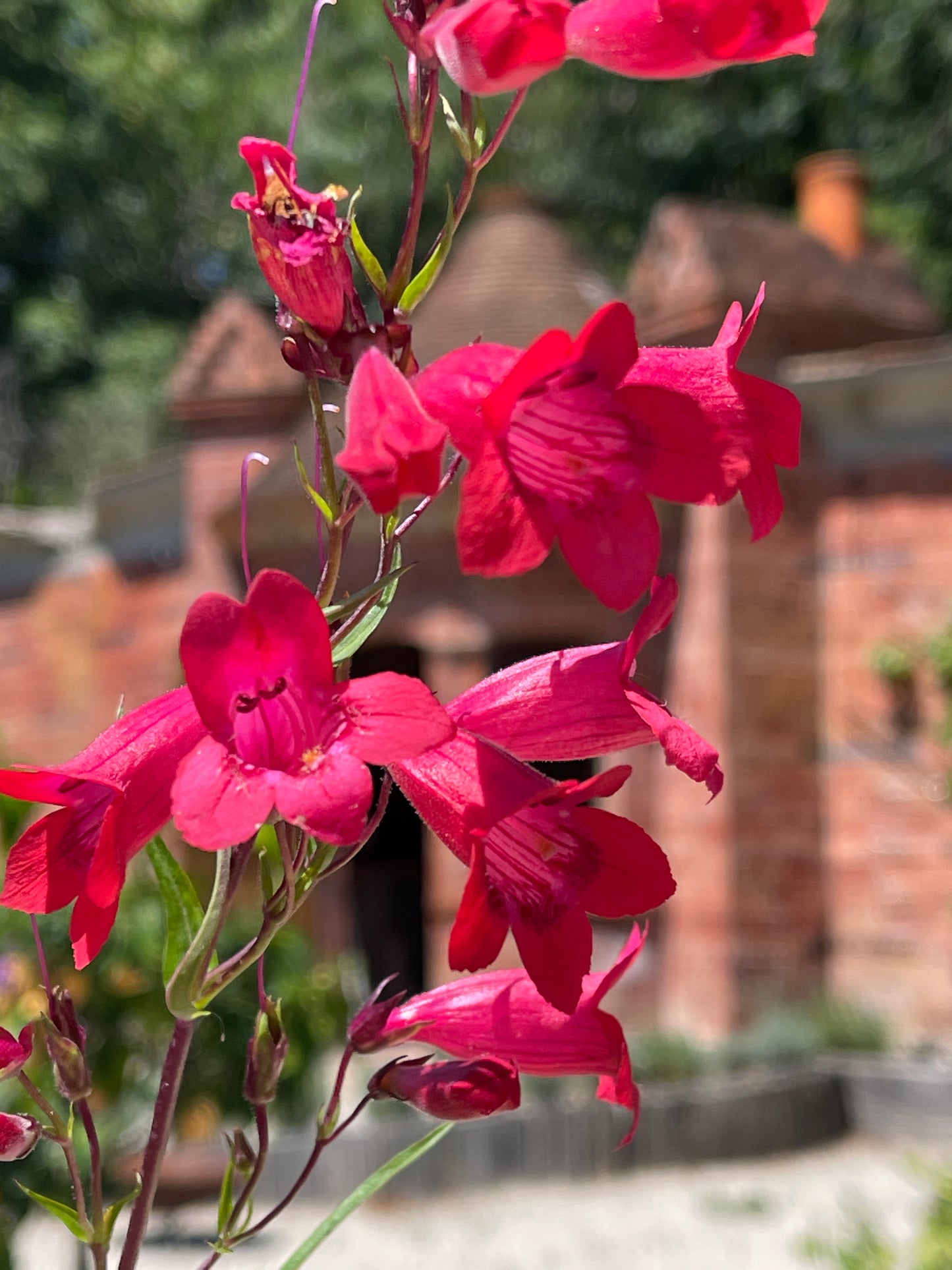 Penstemon 'Fire Bird'