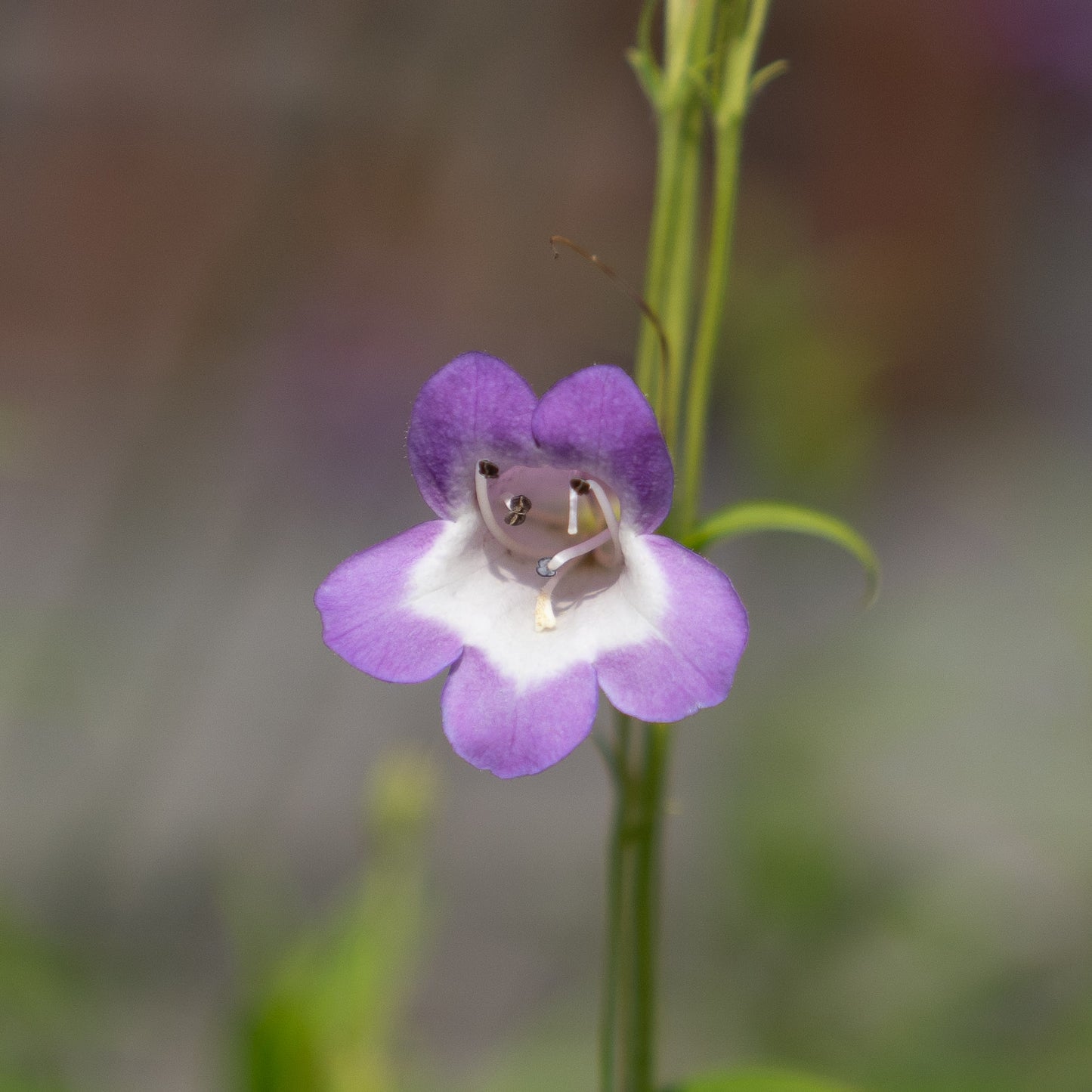 Penstemon 'Alice Hindley'
