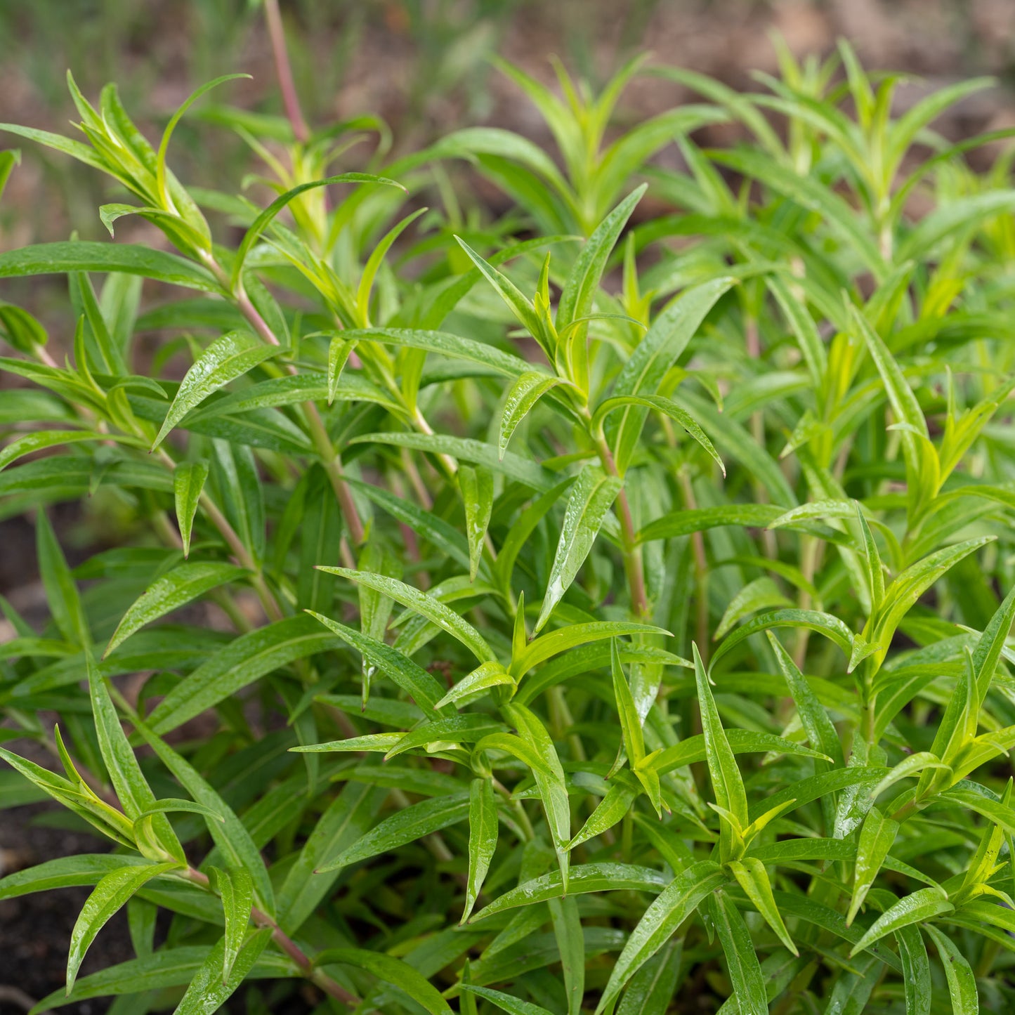 Penstemon 'Pennington Gem'