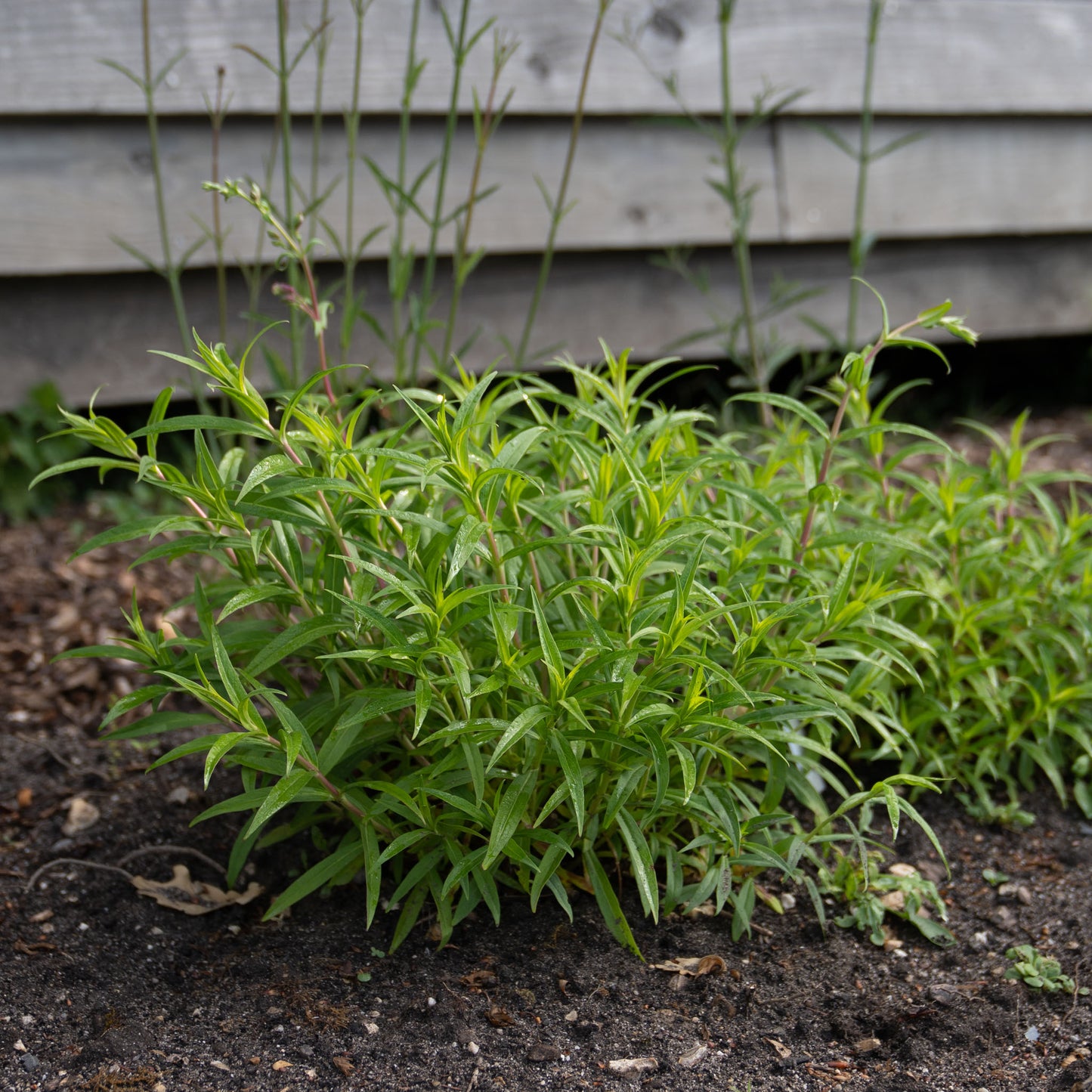 Penstemon 'Pennington Gem'
