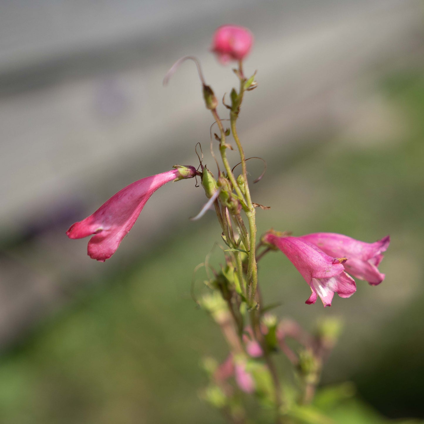 Penstemon 'Pennington Gem'