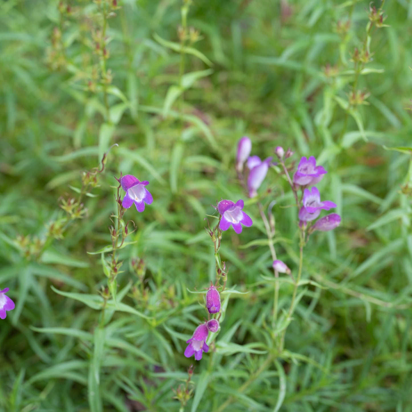 Penstemon x mexicali ‘Mauve’