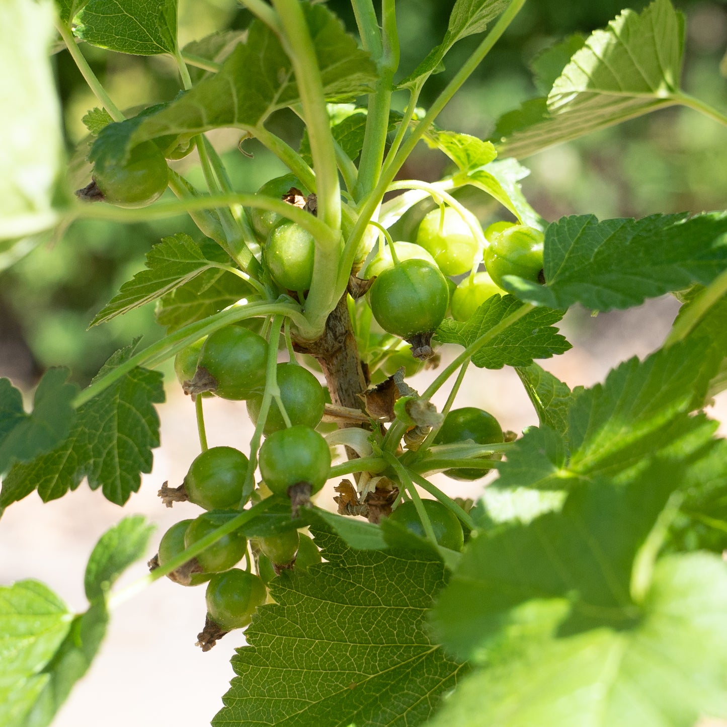 Ribes nigrum ‘Ben Connan’