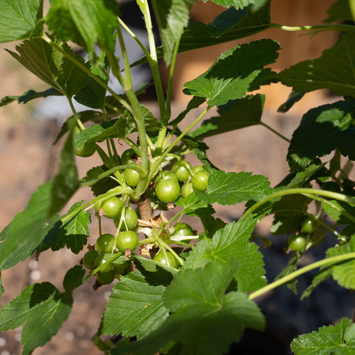 Ribes nigrum ‘Ben Connan’