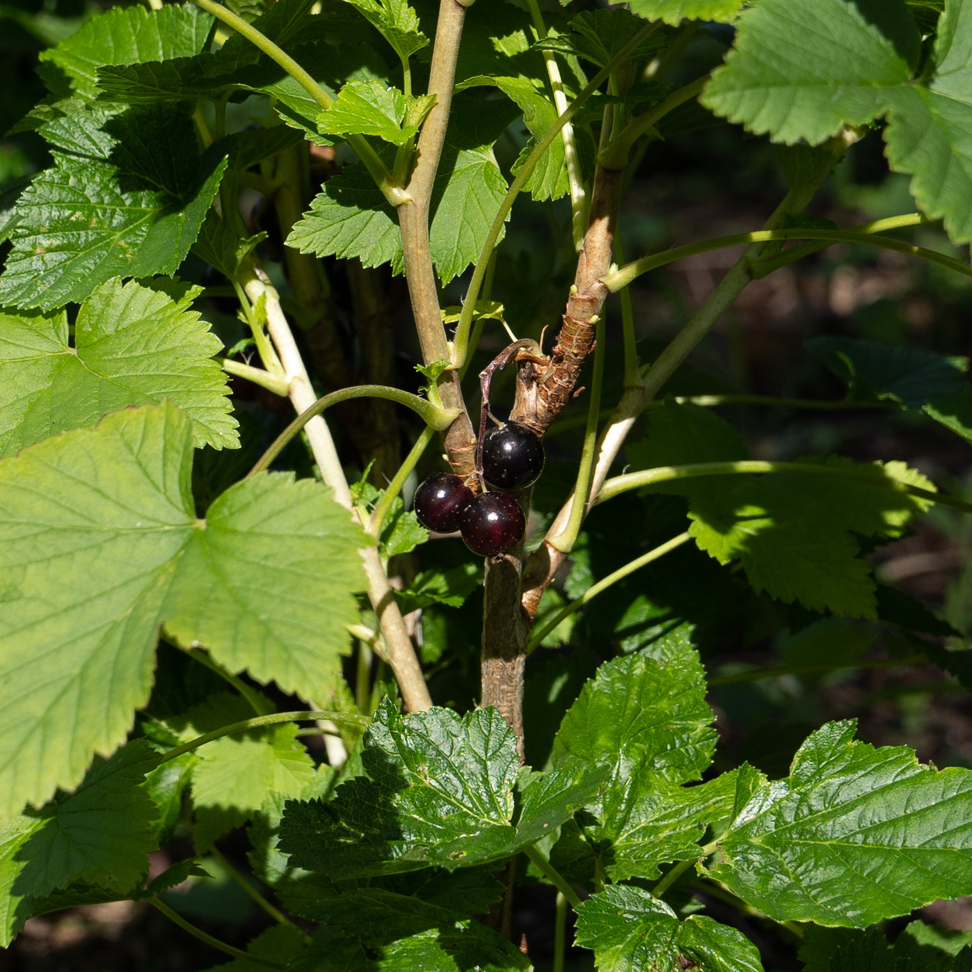 Ribes nigrum ‘Ben Connan’