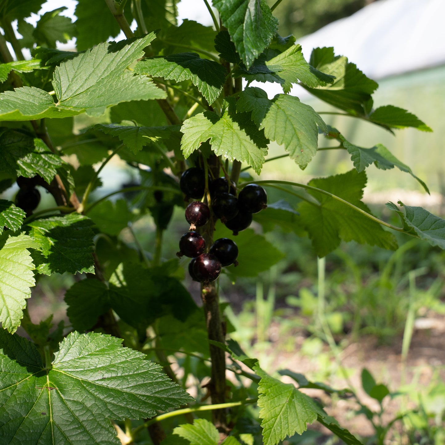 Ribes nigrum ‘Ben Connan’