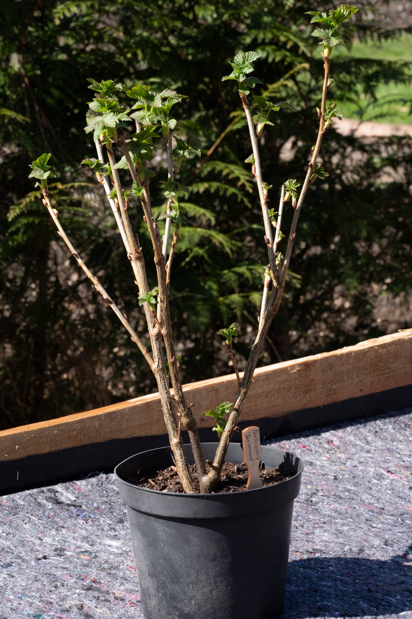 Ribes nigrum ‘Ben Lomond’
