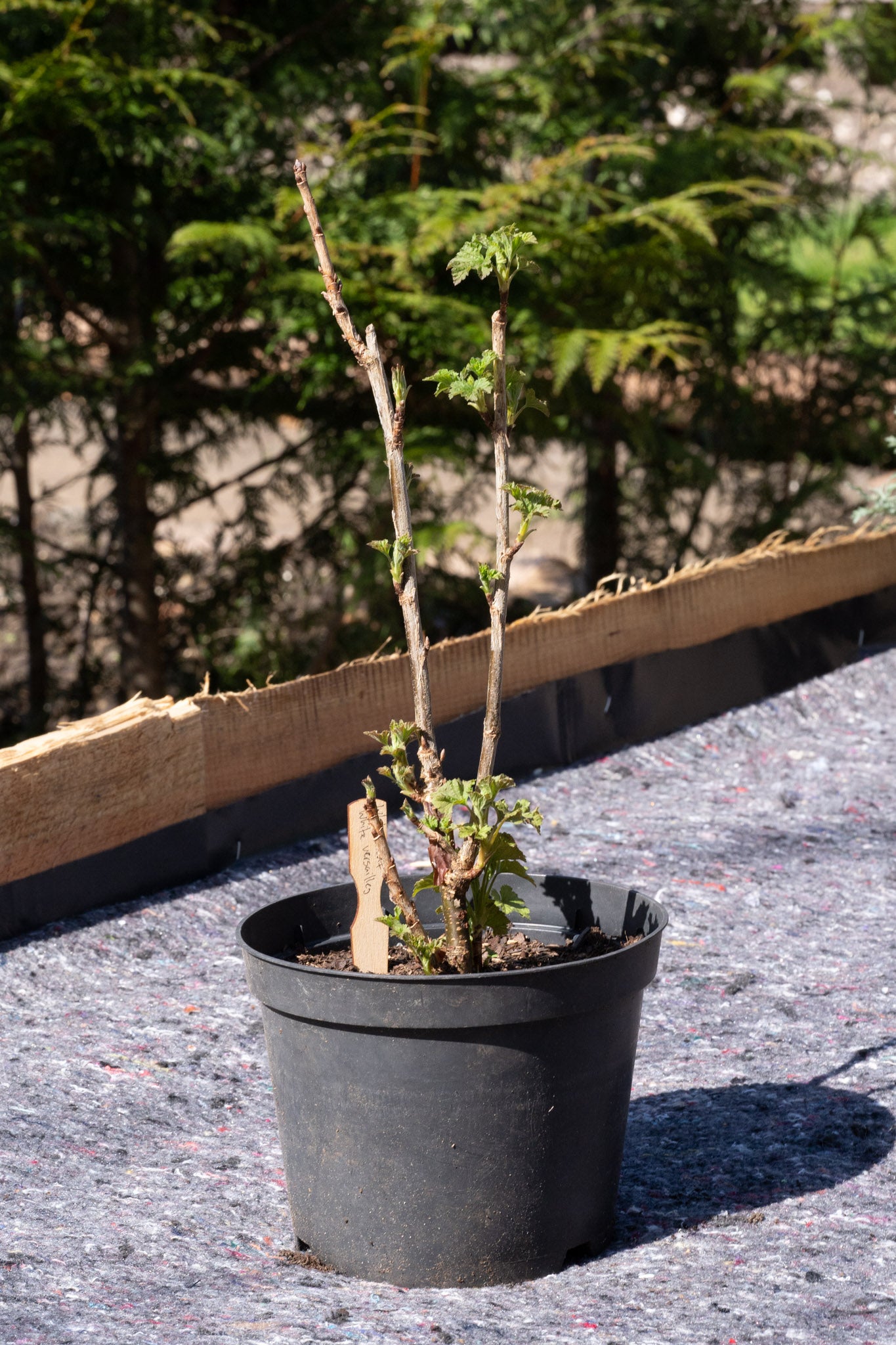 Ribes rubrum ‘Versailles Blanche’
